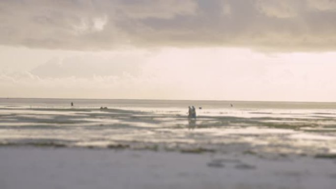 野生海洋海岸线，背景中的日落