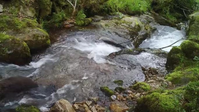 一只熊穿过森林溪流的跟踪摄像头镜头