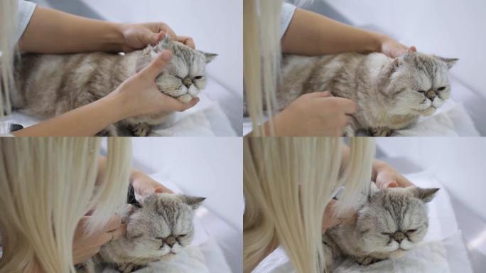医生通过抚摸头部来使猫平静下来，以便进行耳镜检查。一个金发女人弯下腰检查猫的耳道。猫耳镜的概念。