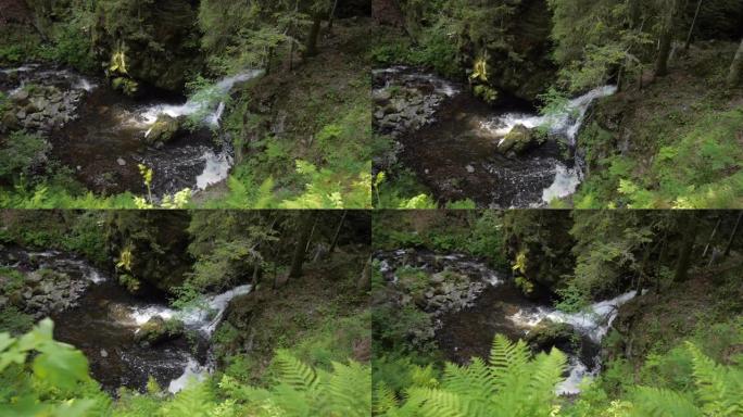 流经茂密森林的溪流的详细视图