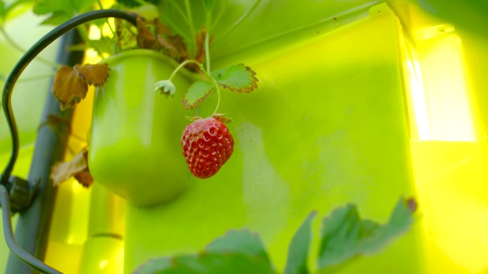 牛奶草莓 草莓生长 幼苗培育水果园采摘园