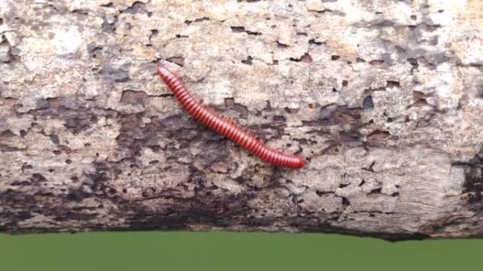 myriapod蠕虫或Theratta在老树水背景上的运动