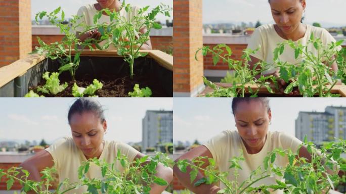 SLO MO TU女人在阳光明媚的屋顶花园中照顾番茄植物