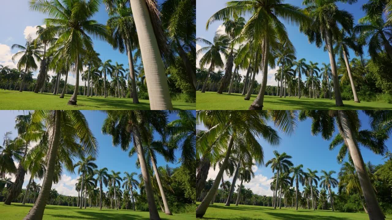 牙买加有棕榈树的高尔夫球场。
