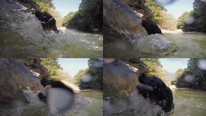 狗在小溪池中游泳黑色的狗在玩水狗子掉进水