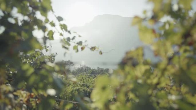 葡萄收获用于酿酒讲故事: 特伦蒂诺的葡萄景观