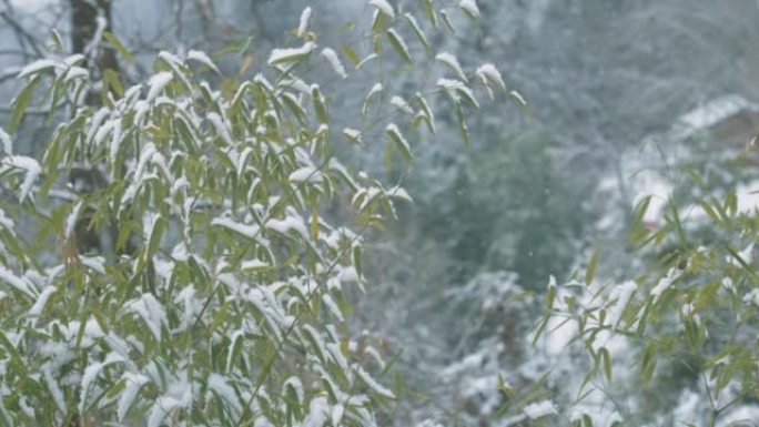 雪中的山景