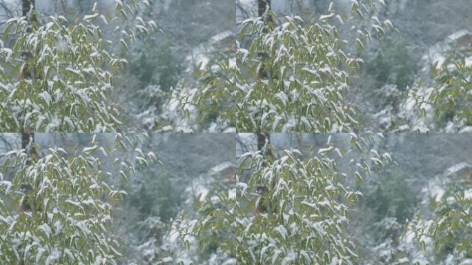 雪中的山景