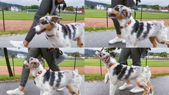 SLO MO TS幼犬在与女主人散步时嚼棍子