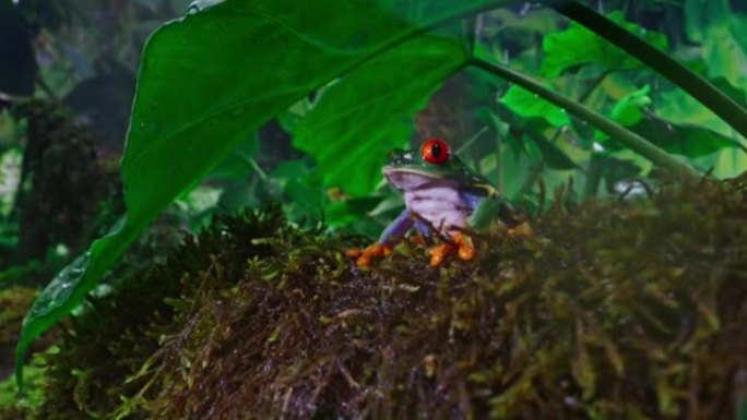 SLO MO DS红眼树蛙在雨中坐在丛林地板上的叶子下