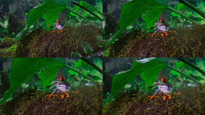 SLO MO DS红眼树蛙在雨中坐在丛林地板上的叶子下