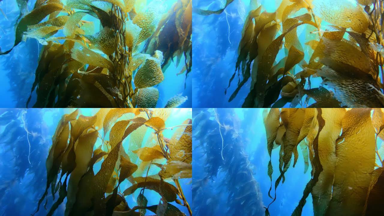 五颜六色的鱼在碧绿的水中游泳。鱼和潜水员在海洋中充满活力的巨型海带森林中游泳