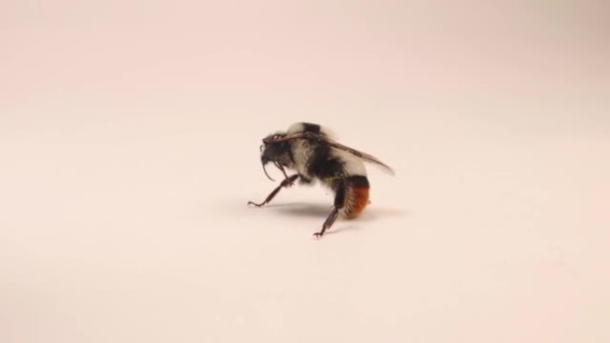 大黄蜂在白色背景上清洁自己。
细节蜜蜂。
一只被隔离的昆虫的特写。
特写美丽的昆虫，虫子，虫子。
野