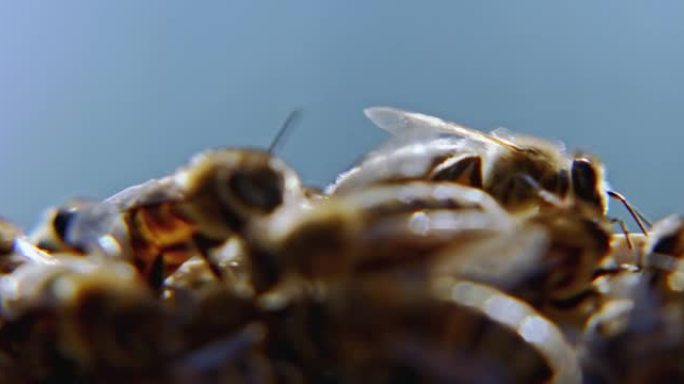 蜜蜂在蜂窝的木制环境上行走