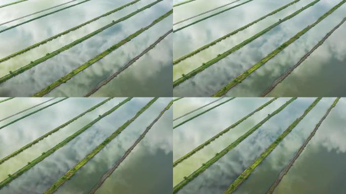 水稻图案水反射的鸟瞰图多莉镜头