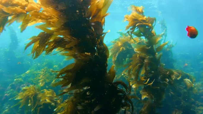 五颜六色的鱼在碧绿的水中游泳。橙色加里波第鱼在深海森林中游泳