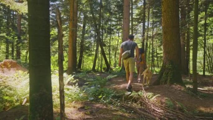 男人和女人带着狗在森林里散步，穿过小溪
