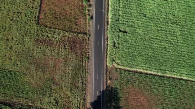 包含空沥青路的甘蔗地的俯视图。宽阔的鸟瞰图: 横跨农地的黑路建设。