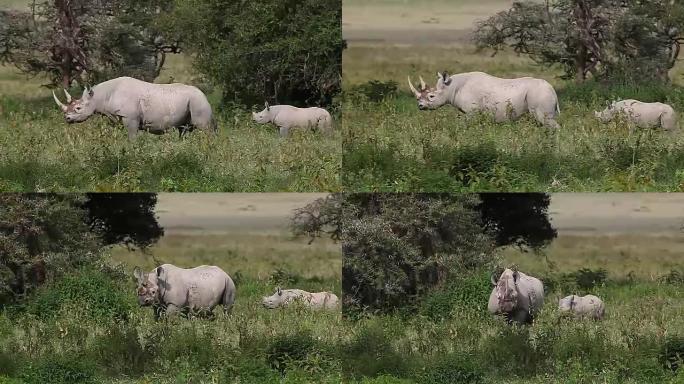 黑犀牛，双角犀牛，雌性小牛行走，肯尼亚纳库鲁公园，实时