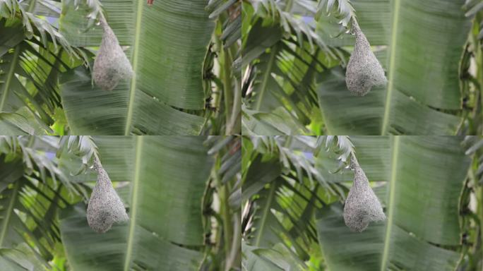 织布鸟从鸟巢起飞