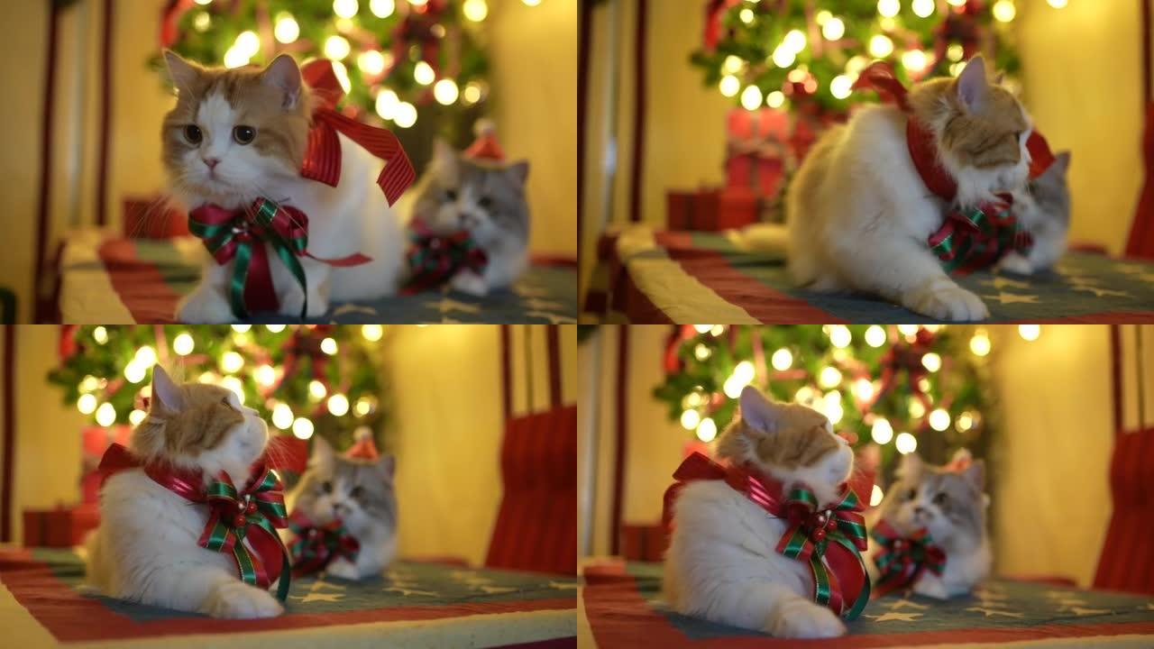 两只猫在圣诞树上休息