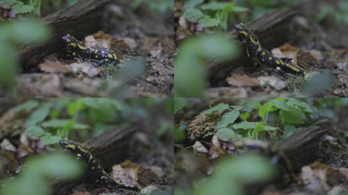 在森林地面上拍摄黑色和黄色sal的详细照片
