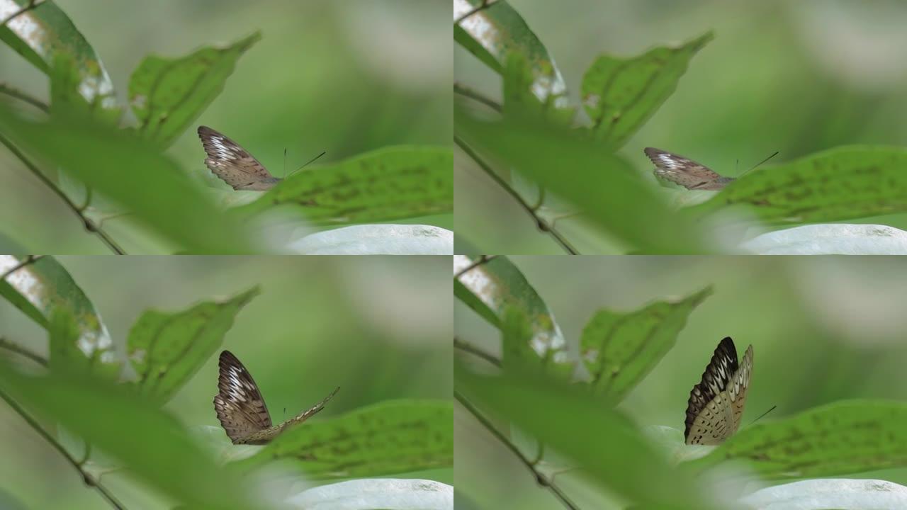 新加坡多彩蝴蝶鸟类觅食森林
