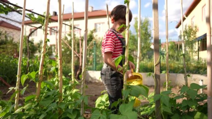 快乐的小男孩在菜园里浇灌青豆