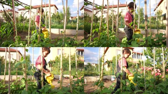 快乐的小男孩在菜园里浇灌青豆