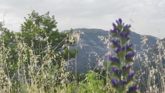 草山背景中美丽的风景。史诗般的自然背景，花朵在自然环境中，潘帕斯草在天空和山中的云层上。