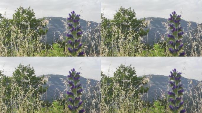 草山背景中美丽的风景。史诗般的自然背景，花朵在自然环境中，潘帕斯草在天空和山中的云层上。