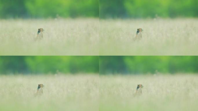 田野高高的草丛中的野鸡的细节照片