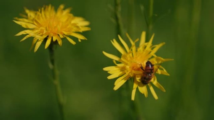 蜜蜂授粉蜜蜂春天采蜜