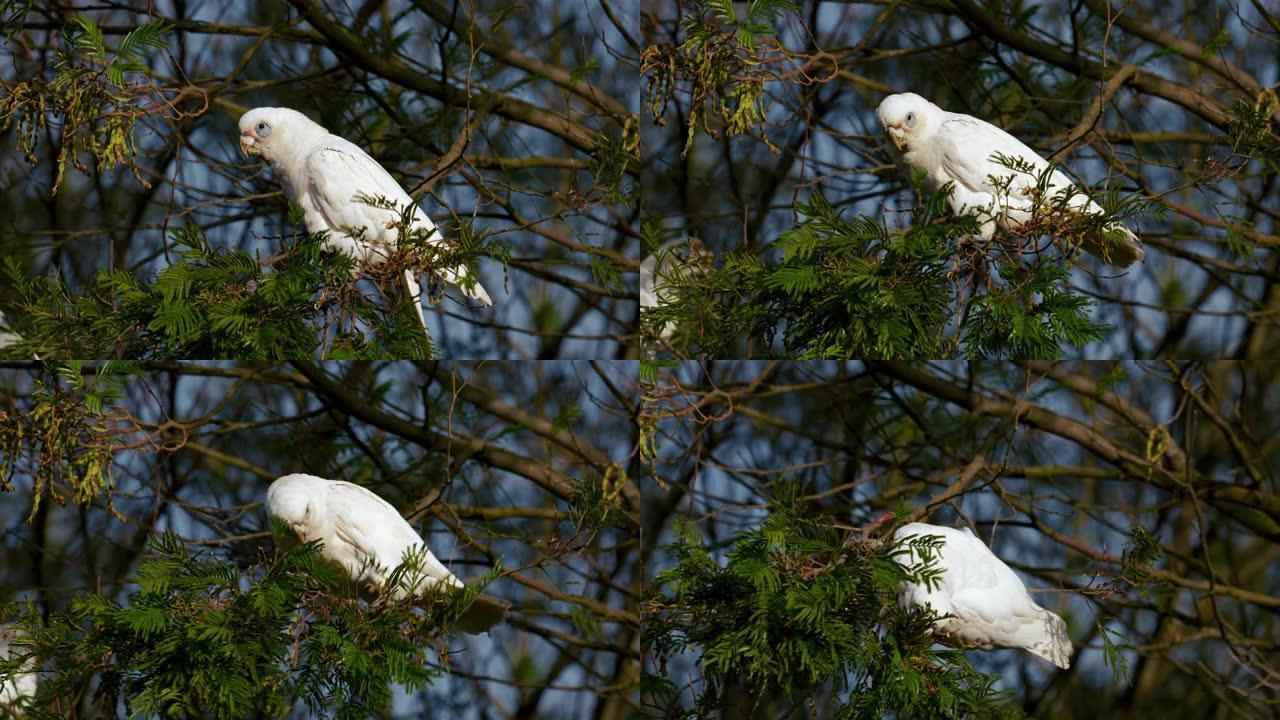凤头鹦鹉在澳大利亚昆士兰州的一棵树上野外的白鹦鹉。有趣而活泼的鸟类在其栖息地，雨林，沿海灌木丛和林地