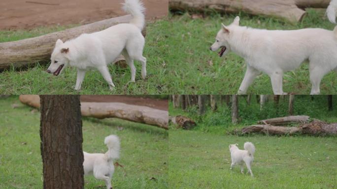 白狗在松树林花园散步。