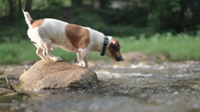 杰克·罗素梗狗站在河边的岩石上，在森林里与宠物一起户外活动