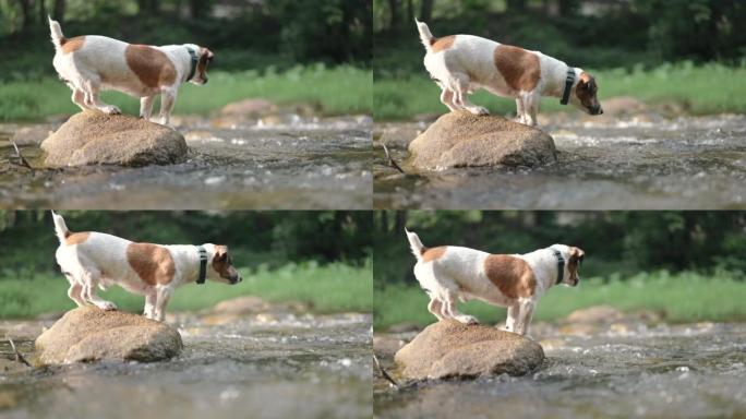 杰克·罗素梗狗站在河边的岩石上，在森林里与宠物一起户外活动