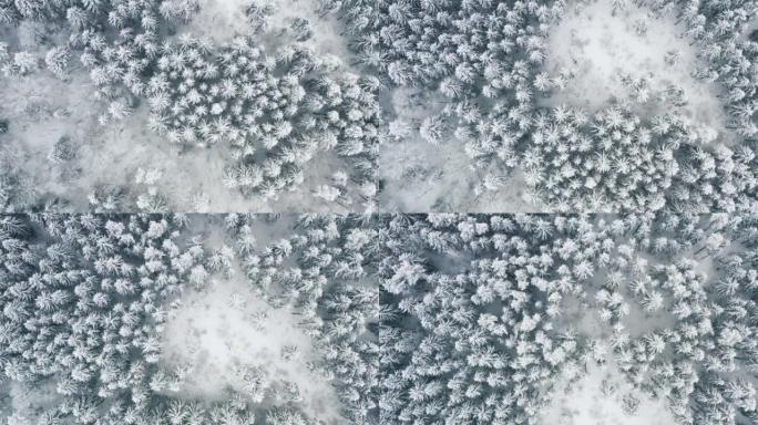 飞越冰雪覆盖的松树的冰冻森林。降雪时，俯视图天桥仙女冬季林地。无人机飞过树梢上空的白云。雪花落下