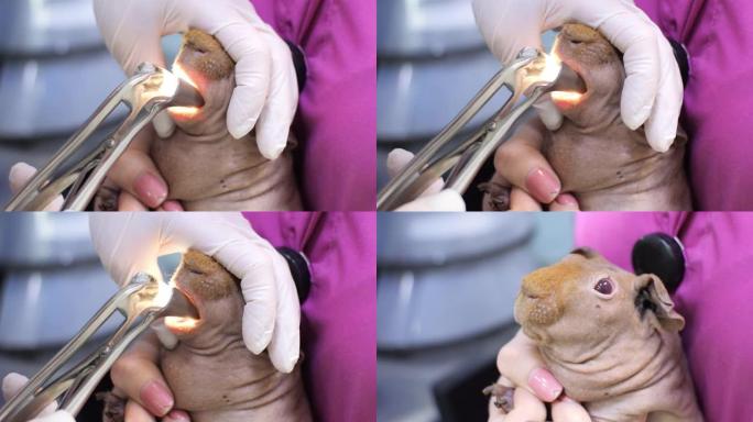 兽医检查一只瘦豚鼠嘴里的牙齿。旋转学家在无毛豚鼠上修剪长满的牙齿。