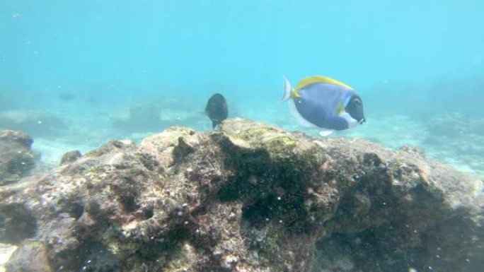 暗礁附近海洋生物的水下景观