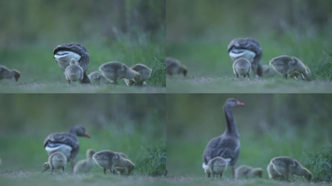 黄昏时母鹅与婴儿的详细镜头
