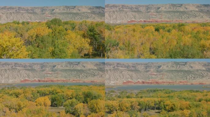 怀俄明州北部的大角河在初秋充满了金色的杨木树
