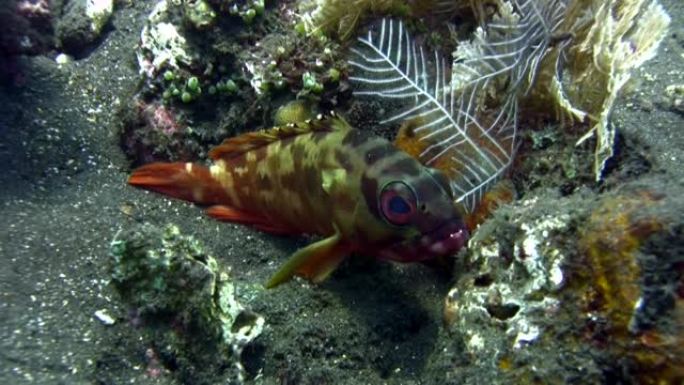 红斑石斑鱼 (Epinephelus fasciatus) 特写