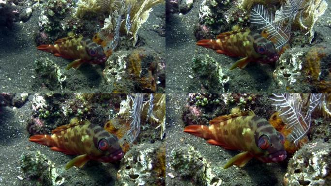 红斑石斑鱼 (Epinephelus fasciatus) 特写