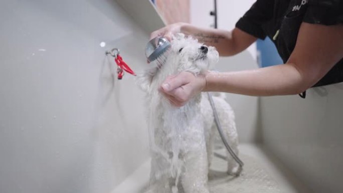 在美容沙龙或兽医中心的浴室里给白色贵宾犬洗澡，美容师正在洗狗