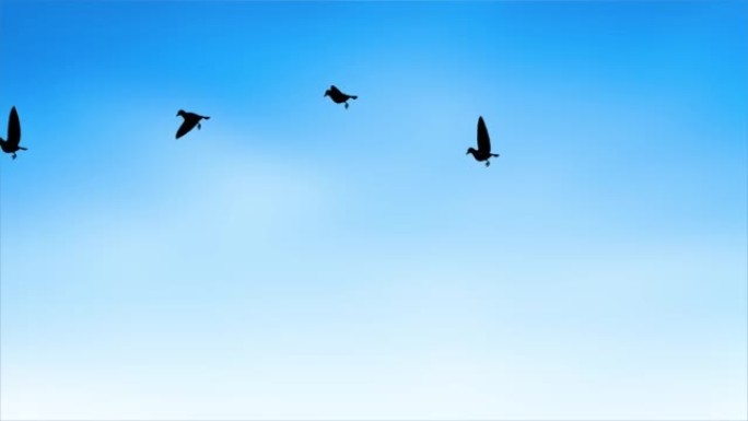 一群火烈鸟在蓝色晴朗的天空背景下飞翔的4k动画。