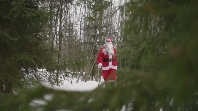 打扮成圣诞老人的男子with着拐杖穿过森林