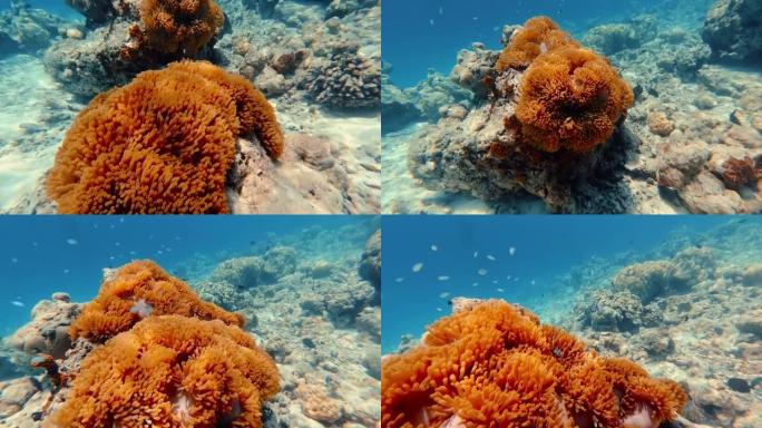 海洋中珊瑚礁的详细照片与游泳的海洋生物