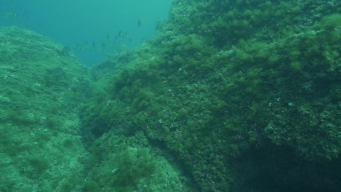 从潜水员的角度看，珊瑚礁和鱼类的水下视图