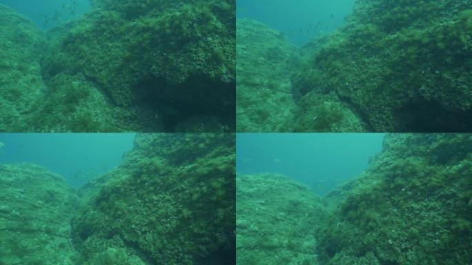 从潜水员的角度看，珊瑚礁和鱼类的水下视图
